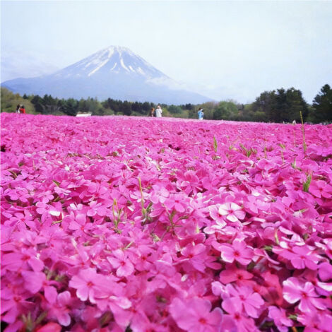 1000 graines de Phlox mousse rose, résistant au froid et à la sécheresse, fleurs de saison pour jardins et espaces extérieurs