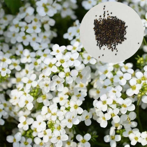 10 000 graines de thym, plante vivace couvre-sol résistante au froid hivernal, thym blanc