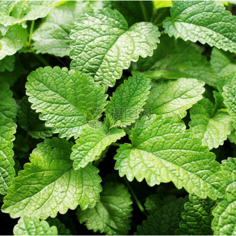1 000 graines de menthe, Lot de semences aromatiques – Variété parfumée pour culture en pot ou jardin – Idéal pour infusion, cuisine, cocktails – Facile à cultiver (1/4)