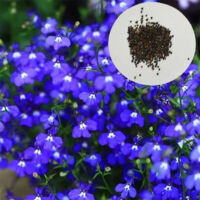 Graines de Thym serpolet rampant bleu, Couvre-sol résistant pour jardin sec – Fleurs mellifères pour abeilles – Parfait pour rocaille, talus, jardin naturel – 10 000 graines