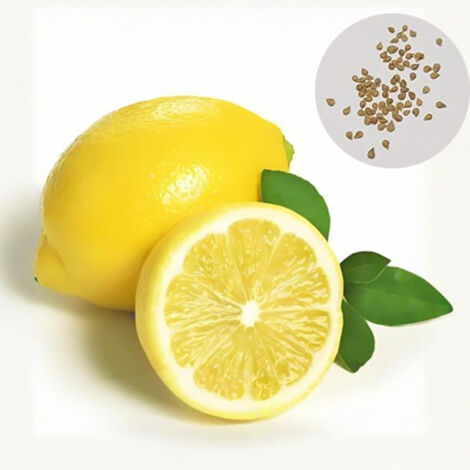 Graines de Citronnier - 40 Graines pour Jardin et Pot - Arbre Fruitier Facile à Faire Pousser - Semences de Plantes