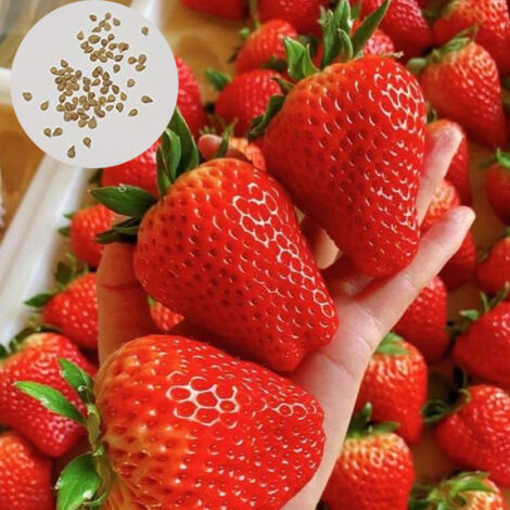 200 Graines de Fraises - Facile à Cultiver en Pot sur Balcon - Plantes Fruitières pour Débutants - Récolte Abondante