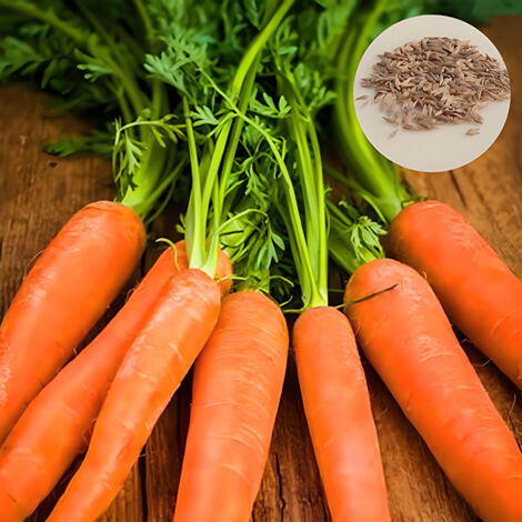 200 Graines de Carottes - Semences à Cultiver en Pot sur Balcon - Légumes Racines Faciles à Faire Pousser - pour Débutants (1/5)
