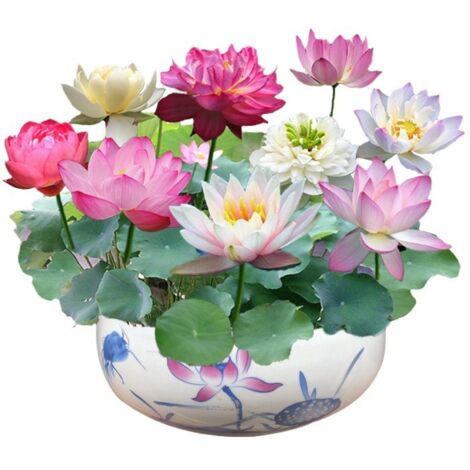30 graines de lotus, graines de nénuphar multicolores, faciles à cultiver, plantes hydroponiques pour toutes les saisons, pour bassin et jardin.