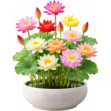 120 graines de lotus, graines de nénuphar multicolores, faciles à cultiver, plantes hydroponiques pour toutes les saisons, pour bassin et jardin.