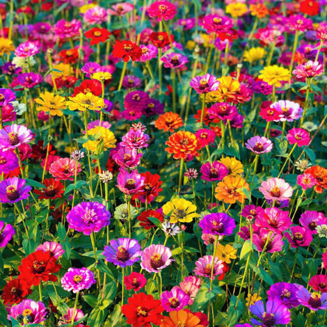 4000 graines de fleurs sauvages mélangées, faciles à cultiver, fleurs colorées, attirent les abeilles et les papillons, floraison en toutes saisons
