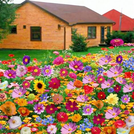 5000 graines de fleurs sauvages mélangées, faciles à cultiver, fleurs colorées, attirent les abeilles et les papillons, floraison en toutes saisons