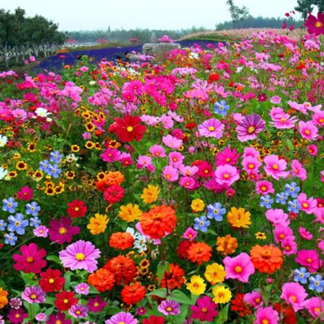 2000 graines de fleurs sauvages mélangées, faciles à cultiver, fleurs colorées, attirent les abeilles et les papillons, floraison en toutes saisons