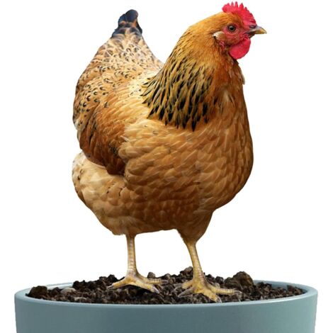 Art de Cour de Poulet, décor de Cour de Poulet,Sculpture (1/5)