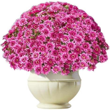 Chrysanthèmes Artificiels pour Extérieur - Lot de 10 (1/5)
