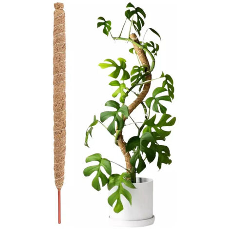 M6 Tutores For Plantas Soporte For Plantas Poste Musgo (1/5)