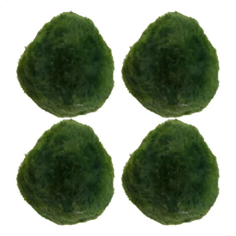 Cuatro Bolas En Miniature Y Algas Bolas Y Musgo (1/5)