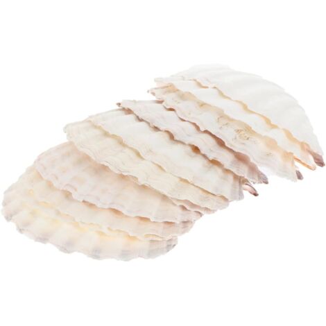 Pi ces Assiettes Coquillages Naturels pour Pr sentation (1/5)