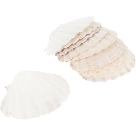 Coquilles Saint Naturelles D coratives 12 14 Cm Pour (1/5)