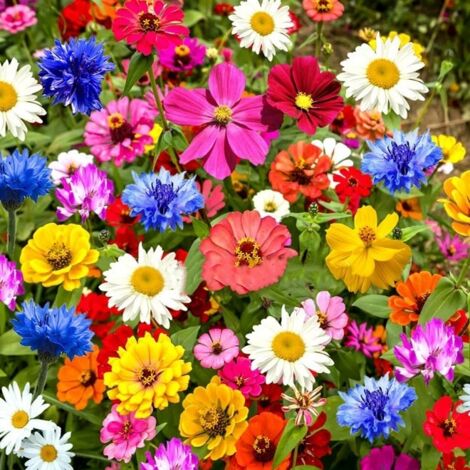 1000 semillas de flores silvestres variadas, fáciles de cultivar, coloridas flores silvestres, atraen abejas y mariposas, florecen durante todo el año (1/5)