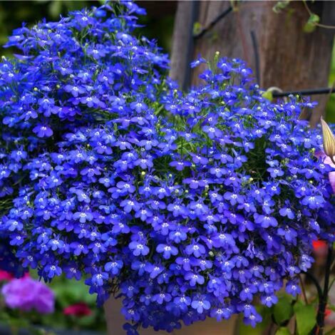 4000 semillas de lobelia, fáciles de cultivar, Semillas de flores con fertilizante, Semillas de cubresuelos para balcones, macetas y borduras