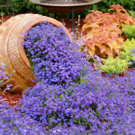 20000 semillas de lobelia, fáciles de cultivar, Semillas de flores con fertilizante, Semillas de cubresuelos para balcones, macetas y borduras (1/5)