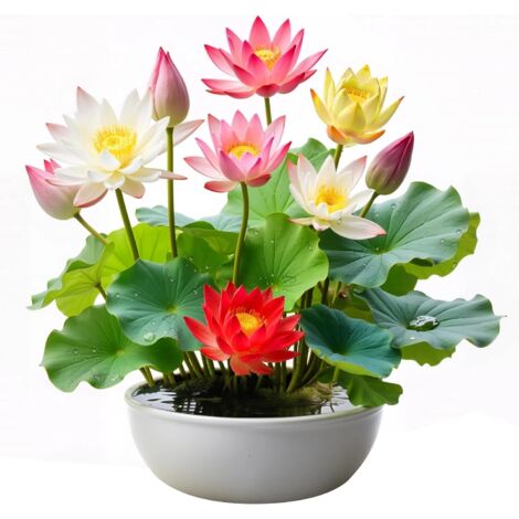 60 semillas de loto, semillas de nenúfar de colores variados, plantas hidropónicas fáciles de cultivar para bonsáis, estanques y jardines