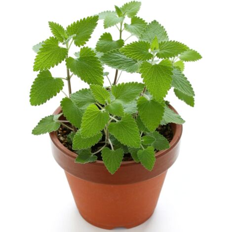 100g Katzenminze Samen – Catnip Seeds für Indoor & Outdoor Katzenpflanzen