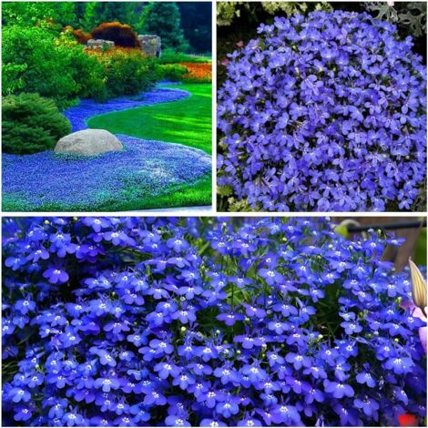 50000 Samen Kriechender Thymian Blau extrem dichter Bodendecker für große Garten und Grünflächen widerstandsfähig und mehrjährig