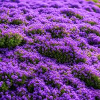 Thymian Samen – 30000 Stück, Einfach zu Kultivieren, Violett, Garten & Kräutergarten