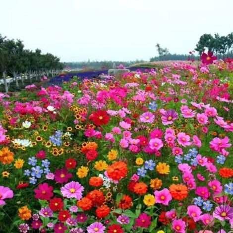 200 g de graines de fleurs sauvages mélangées, convenant aux semis mixtes en toutes saisons, faciles à germer, idéales pour la plantation au jardin. (1/5)