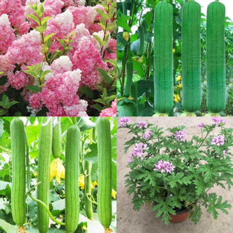 500 graines d'hortensia rose + 700 graines de luffa + 1000 graines de citronnelle, graines de gazon répulsif contre les moustiques, faciles à cultiver (1/5)