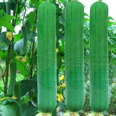 350 graines de luffa/graines de melon éponge, graines de légumes, adaptées aux semis tout au long de l'année. (1/5)