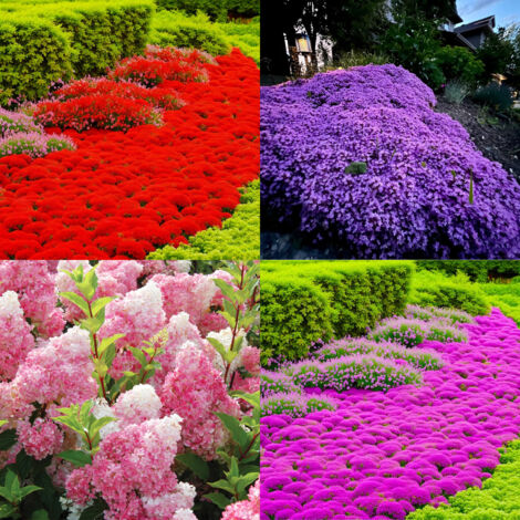 10 000 graines de thym rose + 10 000 graines de thym rouge + 10 000 graines de thym violet + 100 graines d'hortensia rose, plantation en extérieur (1/5)
