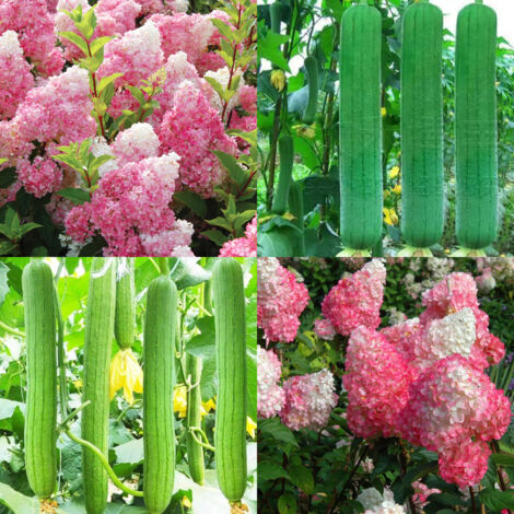 500 graines d'hortensia rose + 350 graines de luffa + 350 graines de luffa épineux, faciles à cultiver. (1/5)