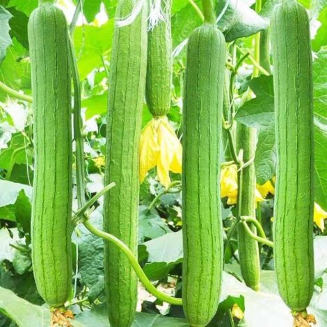 350 graines de luffa comestibles à haut rendement, graines de luffa longues, lisses et spongieuses, graines de légumes, à croissance rapide. (1/5)