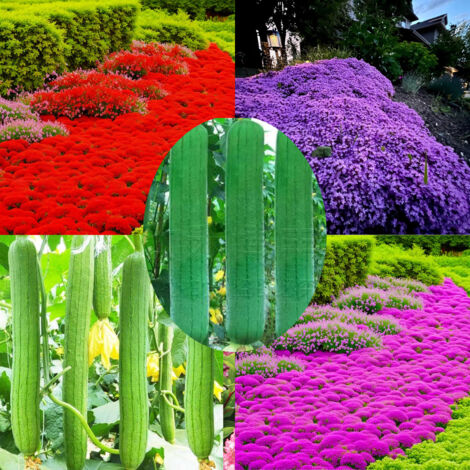 20 000 graines de thym rose + 20 000 graines de thym rouge + 20 000 graines de thym violet + 700 graines de luffa, pour la plantation en extérieur (1/5)