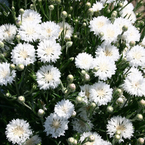 1000 graines de bleuet blanc - Graines de fleurs sauvages de plein air, plantes vivaces solides, germination rapide, adaptées à tous les jardins