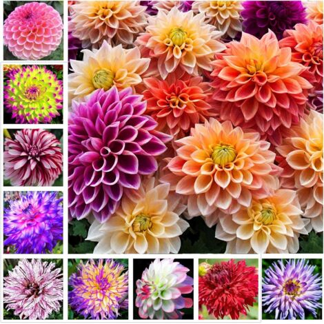 Graines de Fleurs Dahlia - 333 Graines pour Plantes Ornementales et Jardin Extérieur