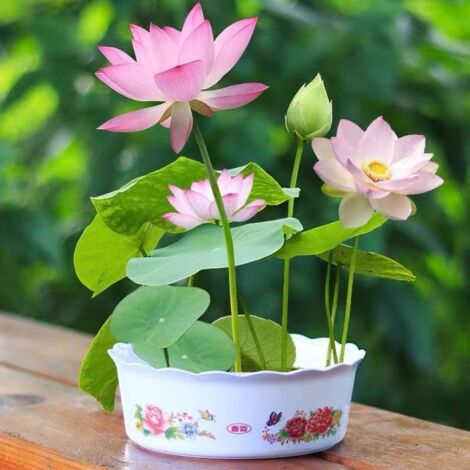 30 semi di loto per coltivazione idroponica – Colori misti, pianta acquatica perenne resistente al freddo, per giardino interno ed esterno (1/5)