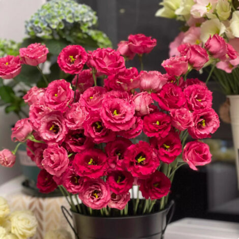 1000 Semi di Lisianthus Rosso – Eustoma Grandiflorum, Fiore Classico Ornamentale per Giardino