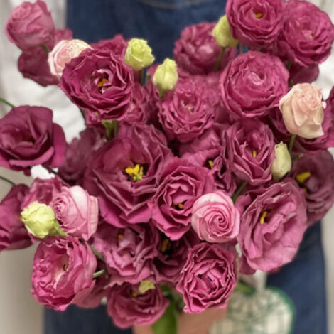 1000 Semi di Lisianthus Rosso Carmine (Machila) – Eustoma Grandiflorum, Fiore Intenso ed Elegante