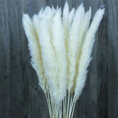 30/60 Pcs Herbe De Pampa De Fleurs Séchées Naturelles, Bouquet De Fleurs De Mariage, Bouquet De Phragmites Communis Pour Arrangements Floraux Décor À La Maison (Blanc, 30pcs) Autres objets déco (1/5)