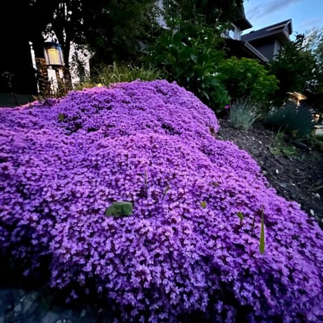 50.000 semillas de tomillo rastrero – Semillas de flores, cubresuelos, apto para céspedes, color púrpura