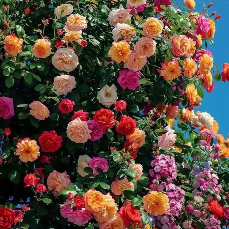 2000 semillas de rosas trepadoras, semillas de flores de rosas, florecen todo el año, hermosas flores, perfectas para patios, balcones y jardines