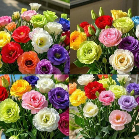 Plus de 500 graines de lisianthus à semer - Graines d'Eustoma grandiflorum (roses vivaces) aux couleurs mélangées, graines de roses sans épines
