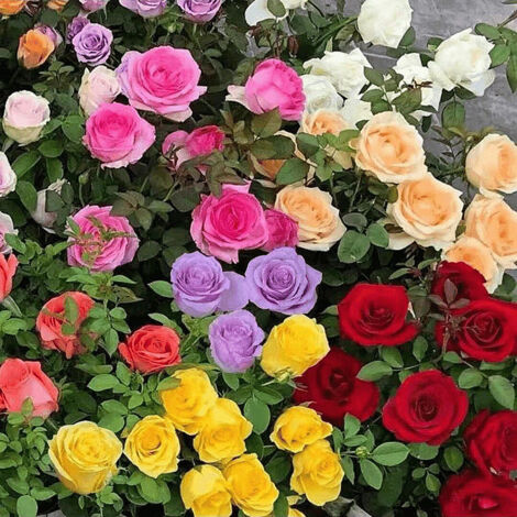 2400 semi di rosa, semi di fiori perenni da esterno, semi di fiori perenni da piantare, alto tasso di germinazione (1/5)