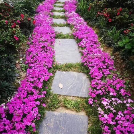 1000 semi di ciliegio rosa, semi di fiori, con fertilizzante, alto tasso di germinazione,facili da piantare, perenni,adatti per recinzioni da giardino