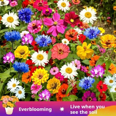 1.000 semi di fiori selvatici misti Fiori selvatici colorati Attraggono api e farfalle (annuali e perenni)