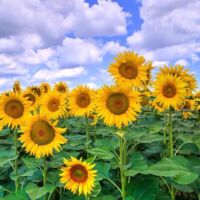 100 semi di girasole, semi di girasole, girasole nano, semina e fioritura in tutte le stagioni, adatti per giardini, orti e balconi esterni