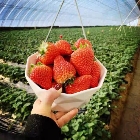 400 Red Strawberry Seeds, Strawberry Seeds, Fruit Seeds, Large Dandong Strawberries (1/5)