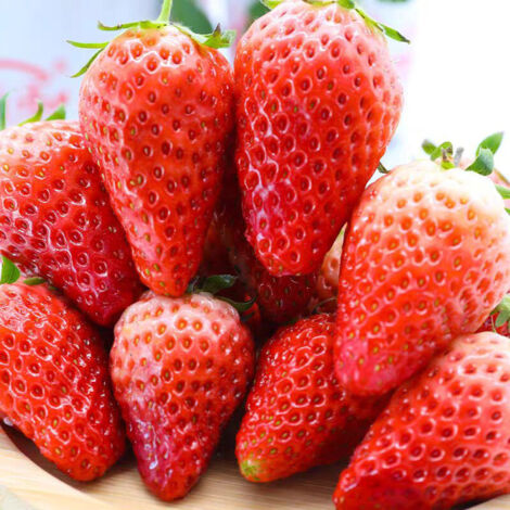 400 Giant Strawberry Seeds (400 Gallon Variety), Strawberry Seeds, Fruit Seeds, Sweet, Large, Red (1/5)