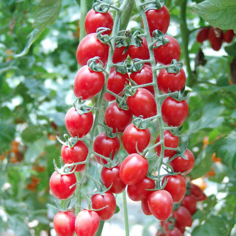 200 Millennium Tomato Seeds, Fruit Seeds, Heirloom Fruit Seeds, Tomato Seeds (1/5)