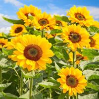 2000 Sunflower Seeds Dwarf Sunflower Easy to Plant Seasonal Sowing Perfect for Flower Gardens, Vegetable Plots & Outdoor Balconies
