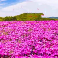 4000 Pink Cherry Blossom Garden Flower Seeds with Fertilizer Perennial High Germination Rate Ideal for Balconies & Gardens